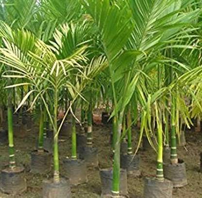 Kapebonavista Max Agro Supari Plant Betel Nut Areca Catechu Living Plant Seed