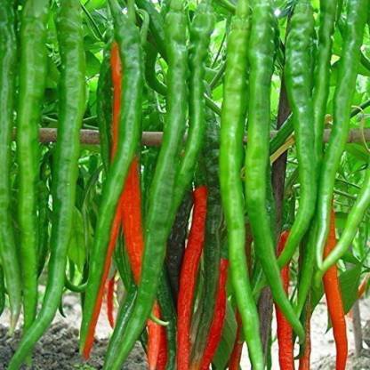 Eco Ocean CHILLI Seed