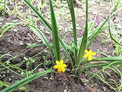 Kapebonavista Tal-muli live plant not Seed