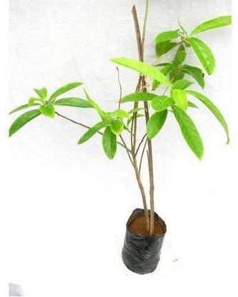 Kapebonavista Rudraksh Plant Rudraki Bhutanashana Pavana Rudraksah Seed