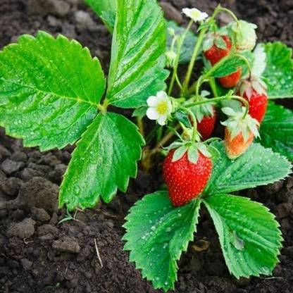 PLANTZON StrawBerry Fruit Hybrid Seed