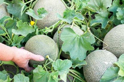 SREE Muskmelon, Bangi Seed