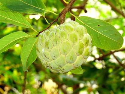 Arlo Custard Apple Seed