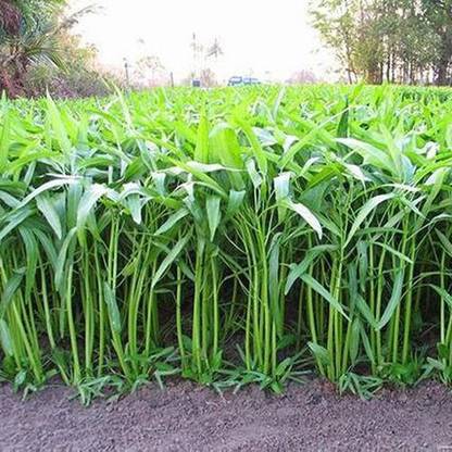 KUSH Water Spinach Seeds, Kalmi Saag Seed