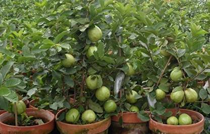 VNR Guava Seed