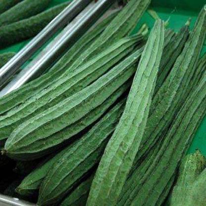 VibeX Peechinga Seeds for Planting | Ridge Gourd[10 Gms, 50 Seeds] Seed