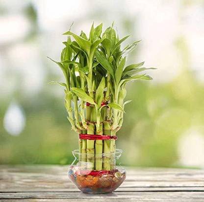 PHORE Two Layer Bamboo Plant