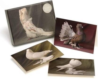 Beautiful Pigeons  - 20 Notecards with 4 Different Portraits, Complete with Envelopes