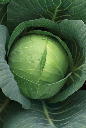 ALPINE HYBRID SEEDS Cabbage, Bandha Kobi, Band Gobhi Organic Seed