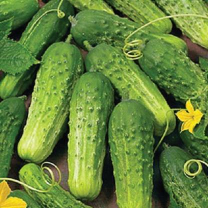 Sjeme Boston Pickling Cucumber Seeds- 40 Seed