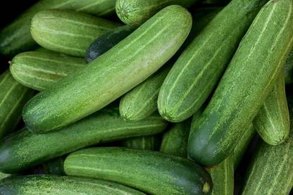 Sjeme Cucumber Seed