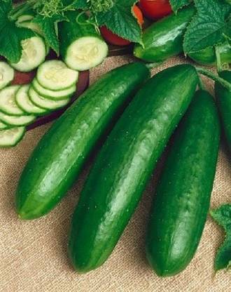 Sjeme Salad Bush Cucumber Seeds- 100 Seed