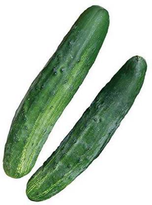 Sjeme Cucumber Seed