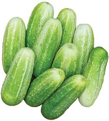 Sjeme Cucumber Seed