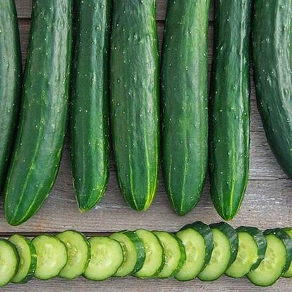 Sjeme Sweet Success Cucumber Seeds- 180 Seed