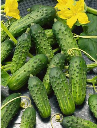 Sjeme Calypso Cucumber Seeds- 50 Seed