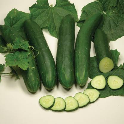 Sjeme Cucumber Seeds Seed
