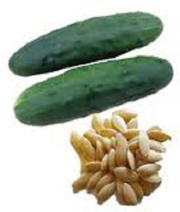 Sjeme MarketMore Cucumber Seeds- 110 Seed