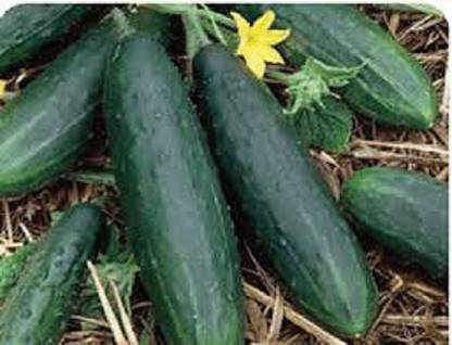 Sjeme FanFare Cucumber Seeds- 190 Seed