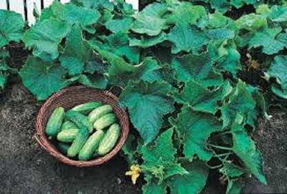 Sjeme Bush Pickle Cucumber Seeds- 75 Seed