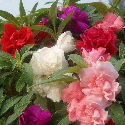 DIVINE ®FG-balsam Dwarf Multicolour Double Mixed Flower Seed - Pack of 100 Seeds-S185 Seed