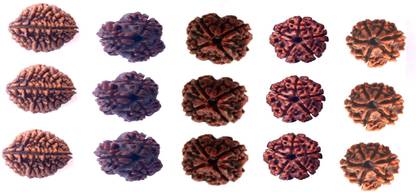 Bhuwar 2,3,4,5,6 mukhi rudraksha lot of 15 pcs 3 pcs each Shell