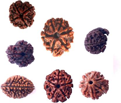 Bhuwar 2,3,4,5,6,7 mukhi with ganesh rudraksha Shell