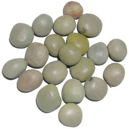 Urancia Sagar Goti Seed