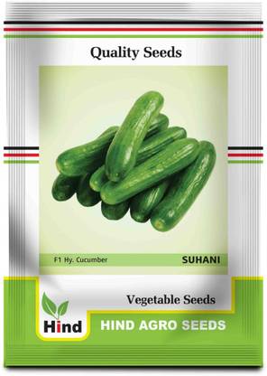 Hind cucumber hybrid seeds suhani, khira kakdi, Cucumber Parthenocarpic, Seed