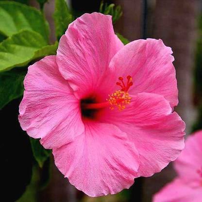 DAIVISH Hibiscus Plant
