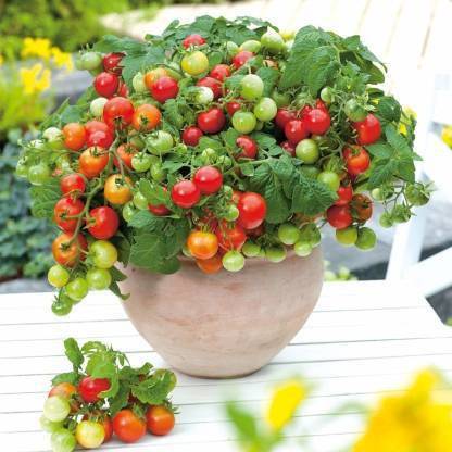 Chalisa Solanum lycopersicum, Rosada tomatoes, Tomato, Tomato Seed Seed
