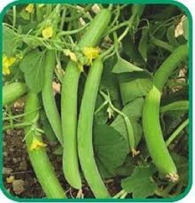 V Seed Kakdi Seeds- 10 Seed