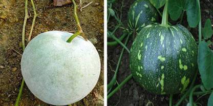dreamseawaves ASH GOURD&PUMPKIN CHAKAI Seed