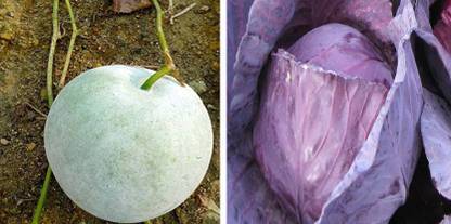 dreamseawaves ASH GOURD&RED CABBAGE IMP. TOPAS Seed