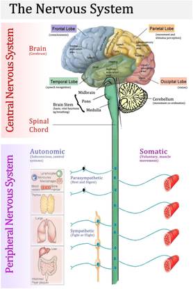 The Nervous System Anatomical Wall Poster Nervous System Wall Poster Clinic Poster 12 X 18 inches Paper Print