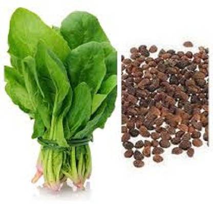 Pihu palak, palak seed, palak ka beej, spinach, spinach seed Seed