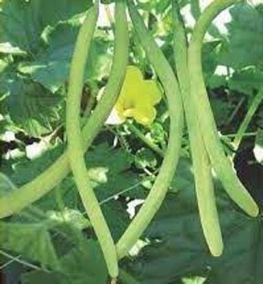 LRYS Kakri / Long Melon Seed- 95 Seed