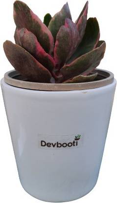 Devbooti Kalanchoe Plant