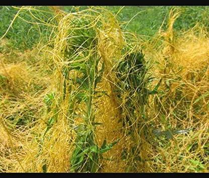 VANSH PLANT Cuscuta Seed