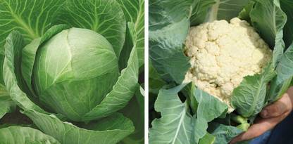 Paudha Cabbage and Cauliflower combo Seed