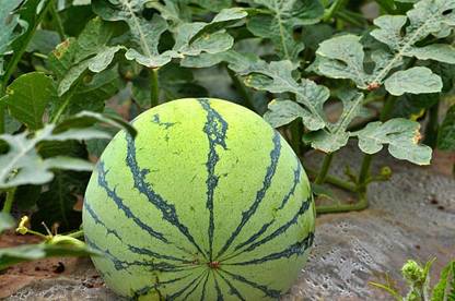 The Entacloo Watermelon Seed