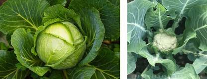 Paudha Cabbage and Cauliflower combo Seed