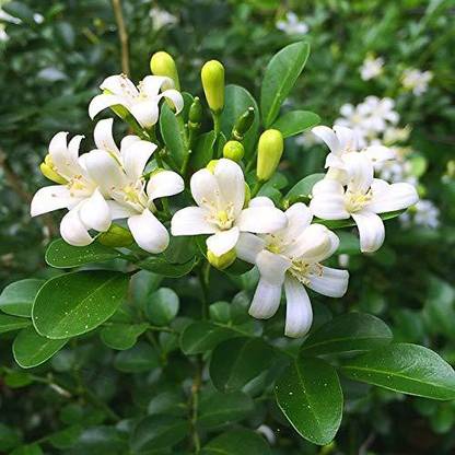 PB REBA PLANT Jasmine Plant