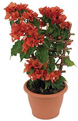 Nursery n Pots Storee Bougainvillea Plant