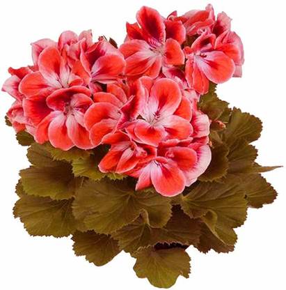 CRGO GERANIUM Seed