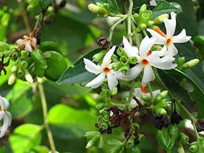Greenursery Night Bloom Jasmine Plant