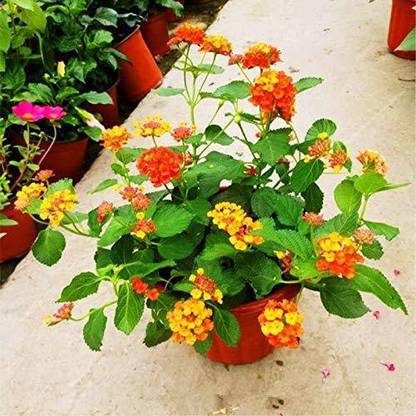 MHIMI Lantana/Raimuniya Plant