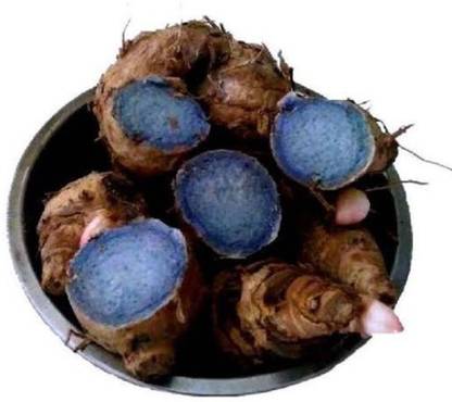 Haritkarni Curcuma Caesia,Black Turmeric, Kali Haldi-7 Finger Type Bulbs,Rhizomes for Propagation. Seed