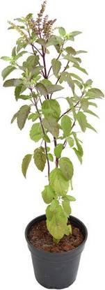 prev Green Basil Tulsi Seed- 33 Seed