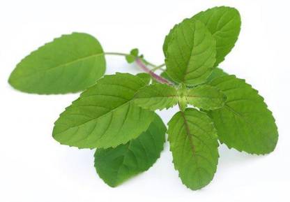 LYRS Amrita Tulsi Seed